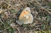 Small Heath at Benfleet Downs (Richard Howard) (106029 bytes)