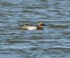 Garganey at Bowers Marsh (RSPB) (Graham Oakes) (42385 bytes)