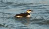 Guillemot at Southend Pier (Steve Arlow) (156846 bytes)