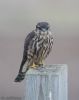 Merlin at Wallasea Island (RSPB) (Jeff Delve) (47102 bytes)