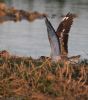 Stone Curlew at Lower Raypits (Jeff Delve) (71752 bytes)