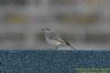 Redstart at Shoebury East Beach (Richard Howard) (63286 bytes)