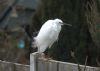 Little Egret at Leigh on Sea (Graham Mee) (43666 bytes)