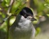 Blackcap at Gunners Park (Vince Kinsler) (68405 bytes)