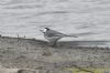 White Wagtail at West Canvey Marsh (RSPB) (Richard Howard) (114730 bytes)