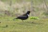 Ring Ouzel at Gunners Park (Steve Arlow) (165403 bytes)