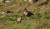 White-fronted Goose at Wallasea Island (RSPB) (Steve Arlow) (120357 bytes) White-fronted Goose at Wallasea Island (RSPB) (Steve Arlow) (120357 bytes)