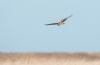Hen Harrier at Wallasea Island (RSPB) (Andrew Armstrong) (18474 bytes)