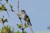 Blackcap at Two Tree Island (East) (Richard Howard) (72327 bytes)