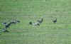 Pale-bellied Brent Goose at South Fambridge (Paul Baker) (93159 bytes)