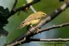 Willow Warbler at Gunners Park (Richard Howard) (56479 bytes)