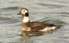 Long-tailed Duck at Gunners Park (Steve Arlow) (100987 bytes) Long-tailed Duck at Gunners Park (Steve Arlow) (100987 bytes)