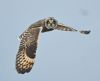 Short-eared Owl at Wallasea Island (RSPB) (Graham Oakes) (34827 bytes)