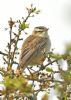 Sedge Warbler at Bowers Marsh (RSPB) (Graham Oakes) (85246 bytes) Sedge Warbler at Bowers Marsh (RSPB) (Graham Oakes) (85246 bytes)