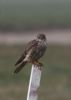 Merlin at Wallasea Island (RSPB) (Jeff Delve) (40113 bytes)