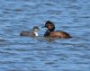 Black-necked Grebe at Bowers Marsh (RSPB) (Graham Oakes) (73798 bytes)