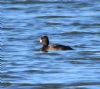 Aythya sp. at Bowers Marsh (RSPB) (Graham Oakes) (144581 bytes)