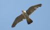 Peregrine Falcon at Rochford (Steve Arlow) (78122 bytes) Peregrine Falcon at Rochford (Steve Arlow) (78122 bytes)