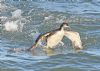 Great Northern Diver at Southend Pier (Graham Oakes) (124558 bytes)