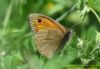 Meadow Brown at Benfleet Creek (Richard Howard) (62027 bytes)