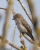 Spotted Flycatcher at Gunners Park (Jeff Delve) (53887 bytes)