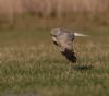 Hen Harrier at Wallasea Island (RSPB) (Jeff Delve) (47087 bytes) Hen Harrier at Wallasea Island (RSPB) (Jeff Delve) (47087 bytes)