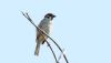 Tree Sparrow at Gunners Park (Steve Arlow) (17256 bytes)
