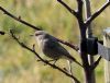 Black Redstart at Gunners Park (Vince Kinsler) (69770 bytes)