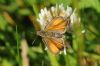 Small Skipper at Gunners Park (Richard Howard) (53222 bytes)