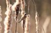 Penduline Tit at Magnolia NR, Hawkwell (Steve Arlow) (52399 bytes)