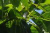 Purple Hairstreak at Belfairs N.R. (Richard Howard) (71783 bytes)