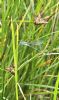 Scarce Emerald Damselfly at Canvey Way (Paul Baker) (80210 bytes)