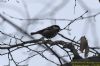 Coal Tit at Hockley Woods (Richard Howard) (60745 bytes)