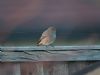 Black Redstart at Westcliff (Andrew Armstrong) (45729 bytes) Black Redstart at Westcliff (Andrew Armstrong) (45729 bytes)