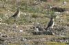 Wheatear at Gunners Park (Richard Howard) (112485 bytes)