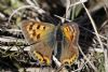 Small Copper at Fossetts Park (Matt Bruty) (85060 bytes)