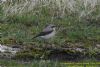 Wheatear at Canvey Island (Richard Howard) (106586 bytes)