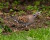 Turtle Dove at Canewdon (Jeff Delve) (83301 bytes) Turtle Dove at Canewdon (Jeff Delve) (83301 bytes)