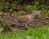 Turtle Dove at Canewdon (Jeff Delve) (83301 bytes)