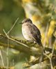 Spotted Flycatcher at Bowers Marsh (RSPB) (Graham Oakes) (70641 bytes) Spotted Flycatcher at Bowers Marsh (RSPB) (Graham Oakes) (70641 bytes)