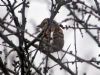 Brambling at Bowers Marsh (RSPB) (Tim Bourne) (72008 bytes)