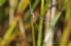 Emerald Damselfly at Bowers Marsh (RSPB) (Richard Howard) (45015 bytes)