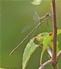 Willow Emerald Damselfly at Bowers Marsh (RSPB) (Graham Oakes) (70717 bytes) Willow Emerald Damselfly at Bowers Marsh (RSPB) (Graham Oakes) (70717 bytes)