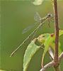 Willow Emerald Damselfly at Bowers Marsh (RSPB) (Graham Oakes) (70717 bytes)