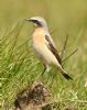 Wheatear at Bowers Marsh (RSPB) (Graham Oakes) (104195 bytes)