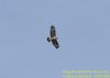 Buzzard at Vange Marsh (RSPB) (Richard Howard) (44000 bytes)