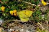 Clouded Yellow at Two Tree Island (Richard Howard) (201001 bytes)