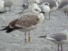 Caspian Gull at Wat Tyler Country Park (Marc Outten) (52898 bytes) Caspian Gull at Wat Tyler Country Park (Marc Outten) (52898 bytes)