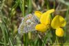 Brown Argus at Canvey Wick (Richard Howard) (63215 bytes)