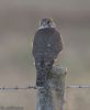 Merlin at Wallasea Island (RSPB) (Jeff Delve) (40059 bytes)